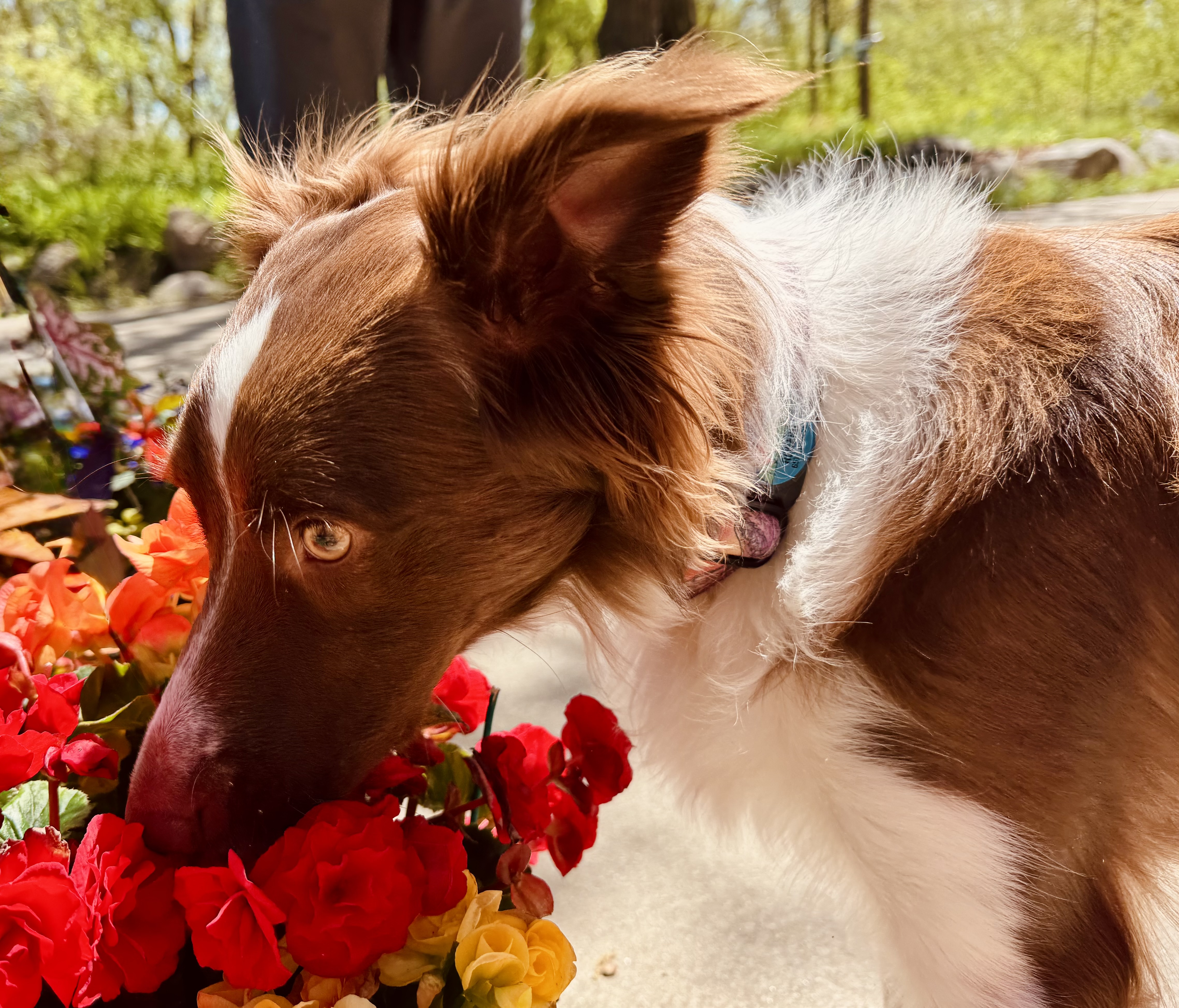 Sassy smelling flowers